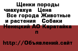 Щенки породы чиахуахуа › Цена ­ 12 000 - Все города Животные и растения » Собаки   . Ненецкий АО,Каратайка п.